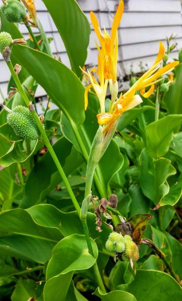 Indian Shot plant (Canna indica)
