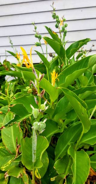 istock Indian Shot plant (Canna indica) 1142486984