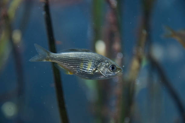 Shiner perch