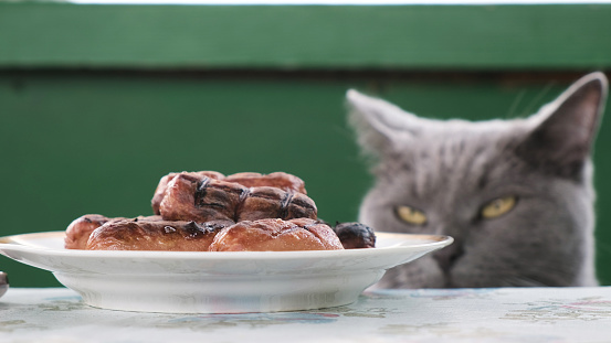 British cat looks at a plate of fried sausages on the table, wants to steal