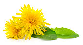 Two dandelions with leaves.