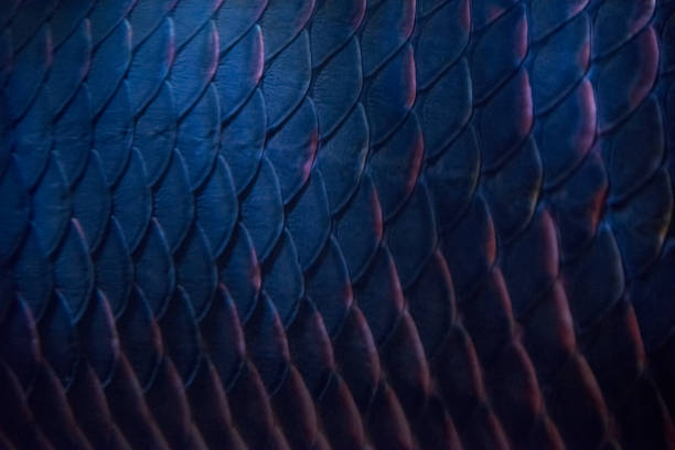 arapaima schalen achtergrond - visindustrie fotos stockfoto's en -beelden