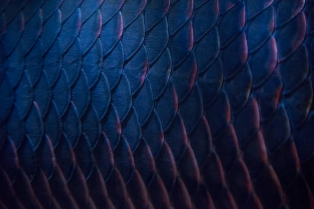 Arapaima scales background stock photo