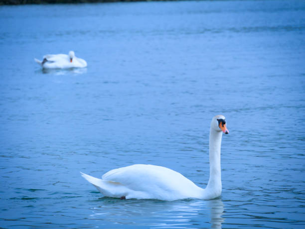 istock Swans on Mosel river in Luxembourg 1142488390