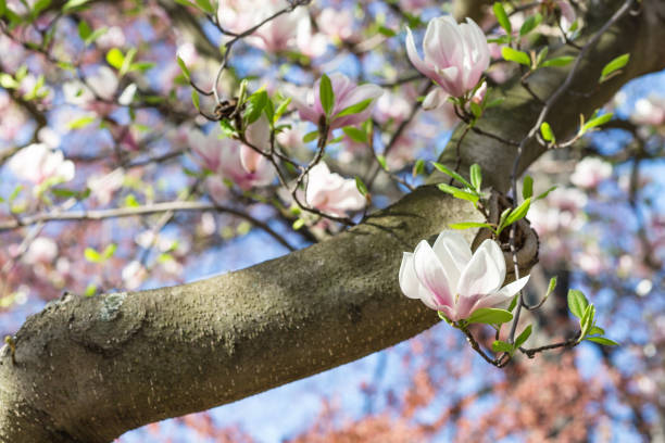 マグノリアツリーブランチを開花。ぼやけた背景。クローズアップ、選択的フォーカス。 - tree magnolia vibrant color close up ストックフォトと画像