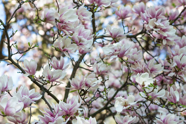 マグノリアツリーブランチを開花。ぼやけた背景。クローズアップ、選択的フォーカス。 - tree magnolia vibrant color close up ストックフォトと画像