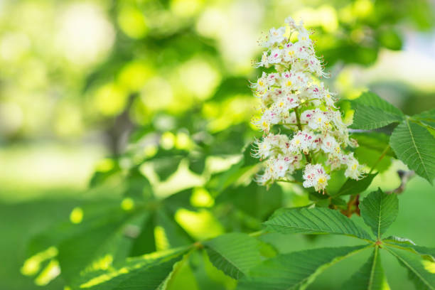 istock Blooming horse chestnut tree. Blurred background. Close up, selective focus. 1142490055