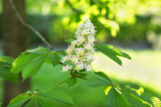 istock Blooming horse chestnut tree. Blurred background. Close up, selective focus. 1142490057