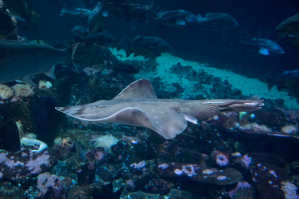 istock Big skate patrolling the sea 1142490146
