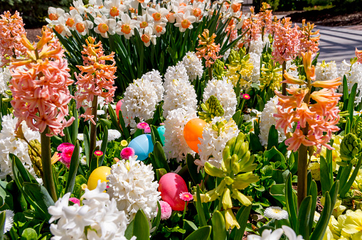 Colorful easter eggs are hidden among blooming flowers.  This shot was taken in an ornamental flower display in Provo, Utah during early spingtime.