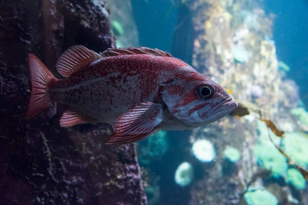 vermilion rockfish - rockfish imagens e fotografias de stock