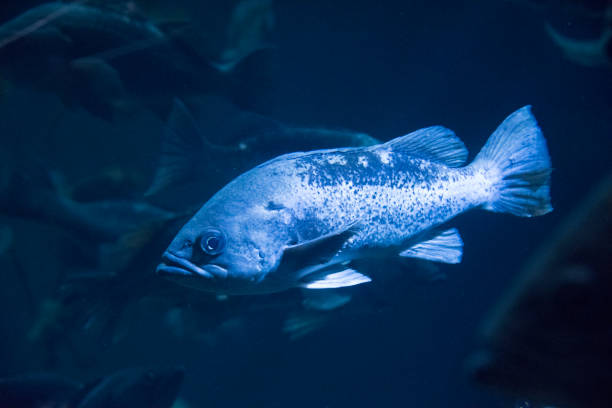 close-up preto dos rockfish - rock bass - fotografias e filmes do acervo