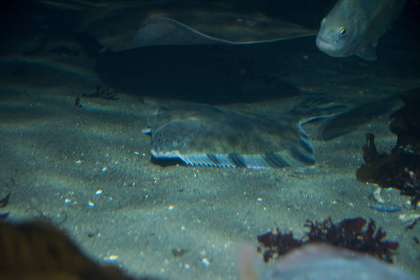 istock Starry flounder and big skate 1142490916
