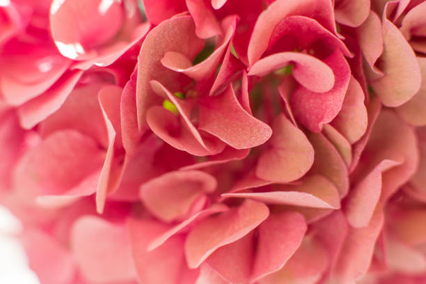 closeup fresh hydrangea petals. Event decoration with fresh flowers.