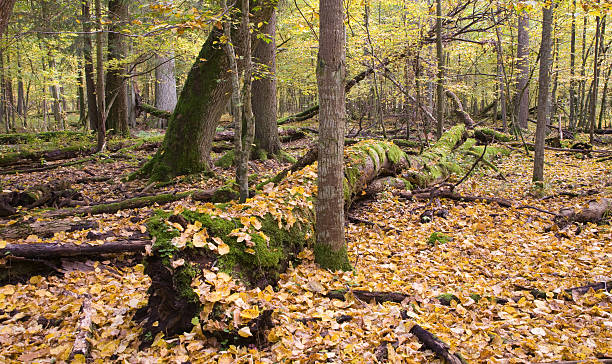 istock Autumnal landscape of natural forest with lying dead trees 114249236