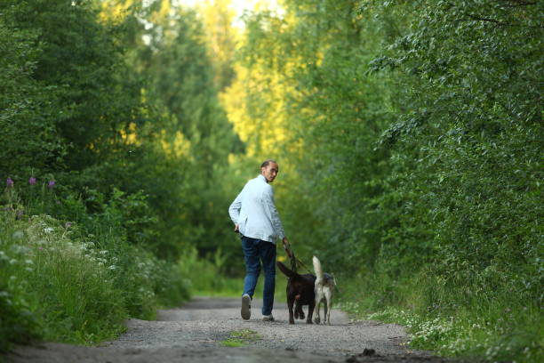 istock A man with two dogs walking on a sunny meadow 1142492467