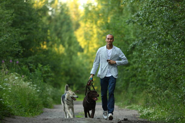 istock A man with two dogs walking on a sunny meadow 1142492474