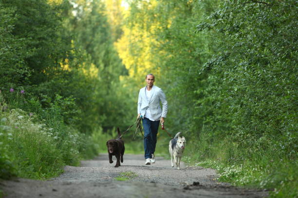 istock A man with two dogs walking on a sunny meadow 1142492479