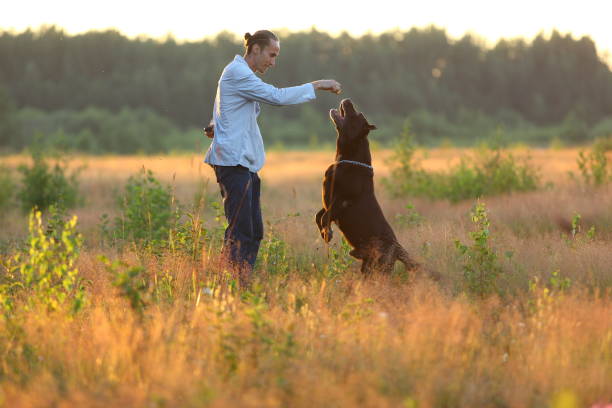 istock A man with two dogs walking on a sunny meadow 1142492486