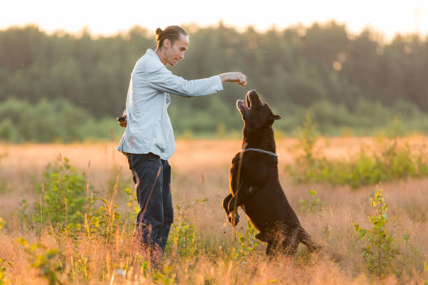 istock A man with two dogs walking on a sunny meadow 1142492492