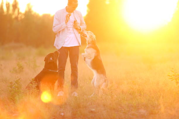 istock A man with two dogs walking on a sunny meadow 1142492502
