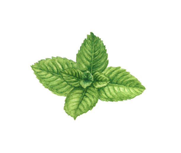 수채화 민트 분기 또는 잎 - mint tea tea peppermint mint stock illustrations