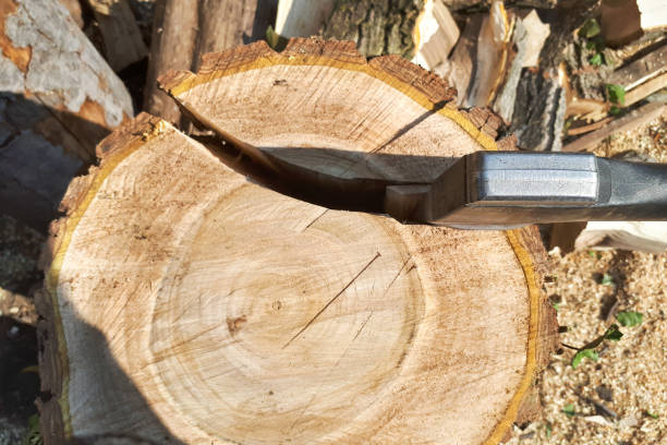 istock Strong lumberjack chopping wood, 1142492591