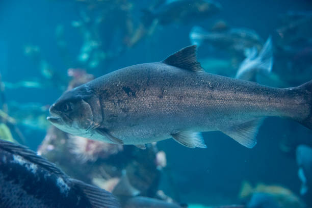тихоокеанский лосось промысел - pacific salmon стоковые фото и изображения