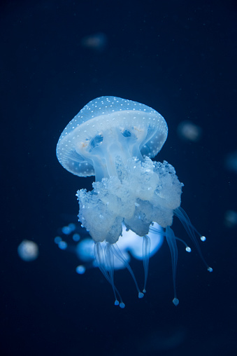 Australian spotted jellyfish