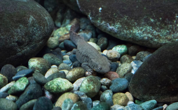 istock Hong Kong Newt 1142492883