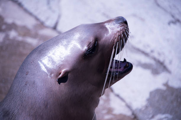 California sea lion