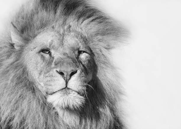 istock Male lion black and white portrait 1142493681