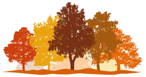 Forest trees autumn silhouette vector. City park and forest landscape background isolated set Forest trees autumn silhouette vector. City park and forest landscape background isolated set snag tree stock illustrations