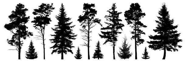 illustrazioni stock, clip art, cartoni animati e icone di tendenza di foresta alberi sempreverdi silhouette set isolato - knotted wood illustrations