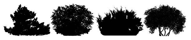 ilustrações de stock, clip art, desenhos animados e ícones de bush silhouette vector set - arbusto ilustrações
