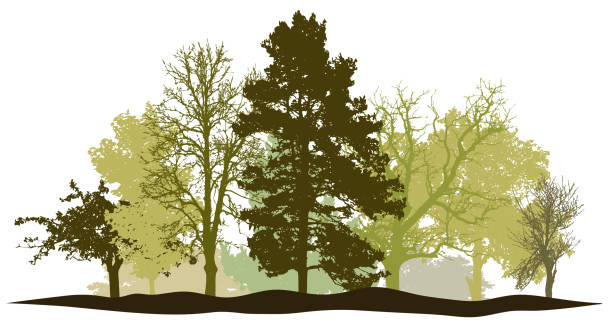 Trees forest springtime silhouette vector Trees forest springtime silhouette vector snag tree stock illustrations