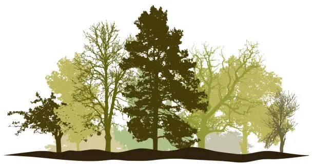 Vector illustration of Trees forest springtime silhouette vector