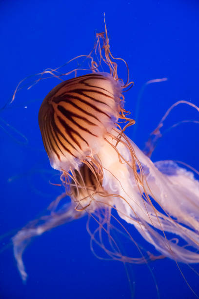 istock Japanese sea nettle 1142495420