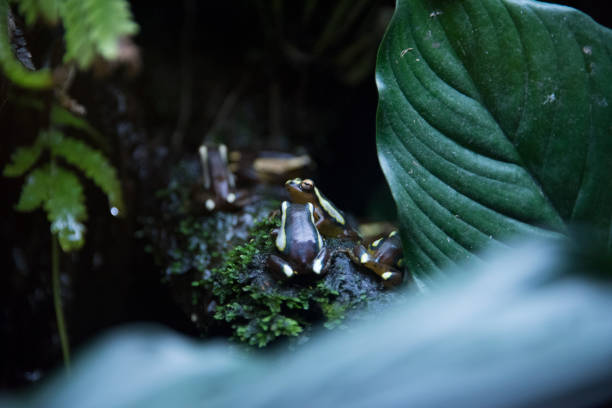 dart-poison frogs Mimic poison frog dendrobatidae stock pictures, royalty-free photos & images
