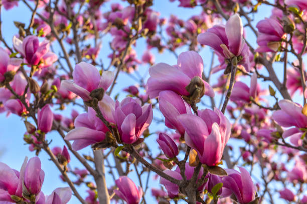 istock Magnolia flower blooming 1142495614