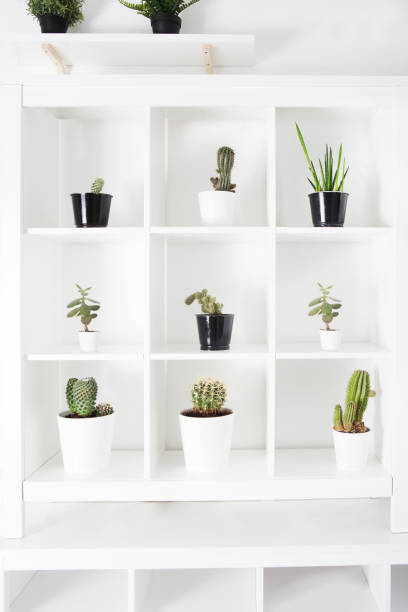 istock Collection cactus and succulent plants  on white shelf against white wall. 1142496386