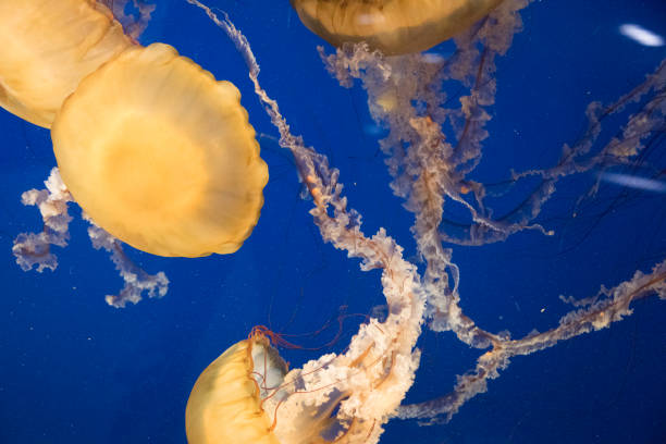 istock Japanese sea nettle abstract background 1142496475
