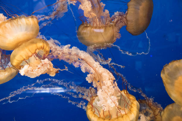 istock Japanese sea nettle background 1142496582