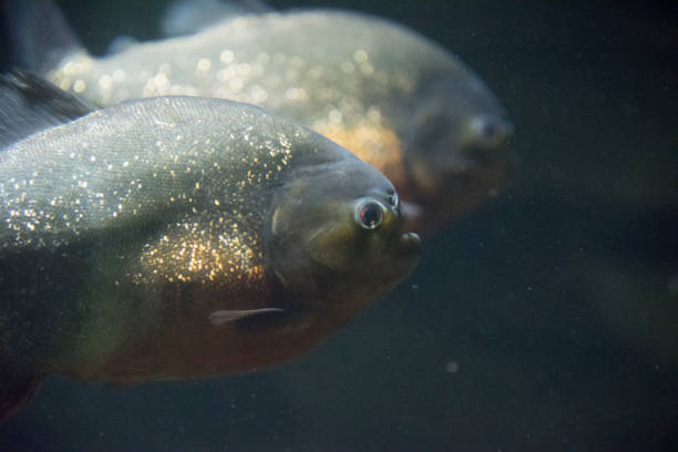 istock Red-bellied piranha 1142496722
