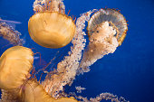 Japanese sea jellyfish