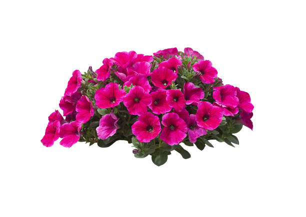 istock Pink petunia flowers 1142496778