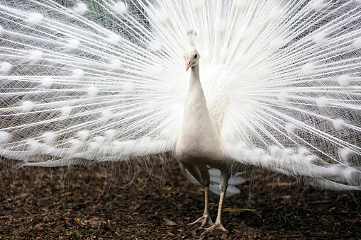 Closeup white peacock, background with copy space, full frame horizontal composition