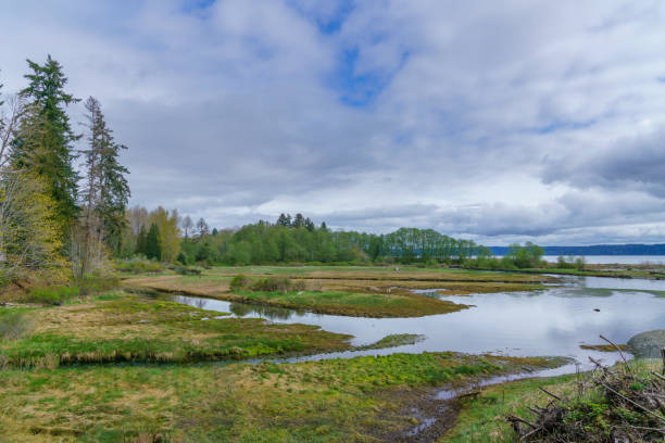istock Morning Clouds Over Tide Lands Along The Water 1142498242