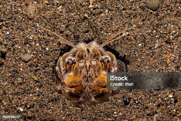 Common Banded Mantis Shrimp Lysiosquillina Maculata Waiting For Prey Sangeang Island Indonesia Stock Photo - Download Image Now