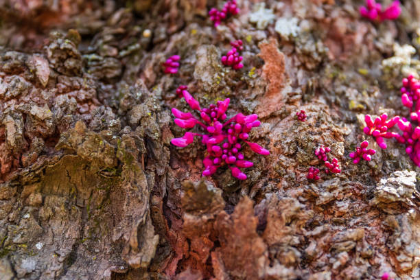 A Eastern Redbud tree with sprouts of flowering buds growing up the trunk located in Teresita, Oklahoma 2019